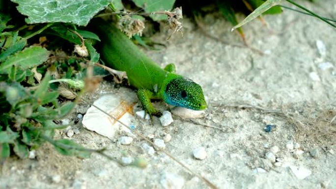绿色蜥蜴在石头上的蓝头特写镜头。慢动作。高清