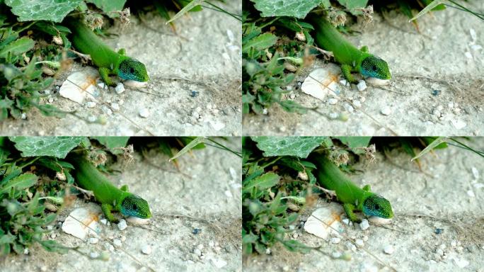 绿色蜥蜴在石头上的蓝头特写镜头。慢动作。高清