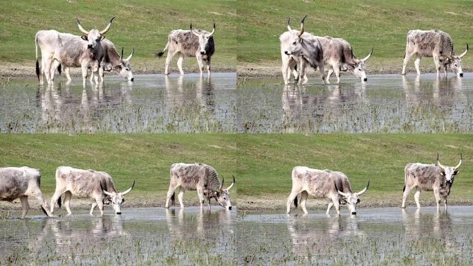 波多利安奶牛在河上喝水