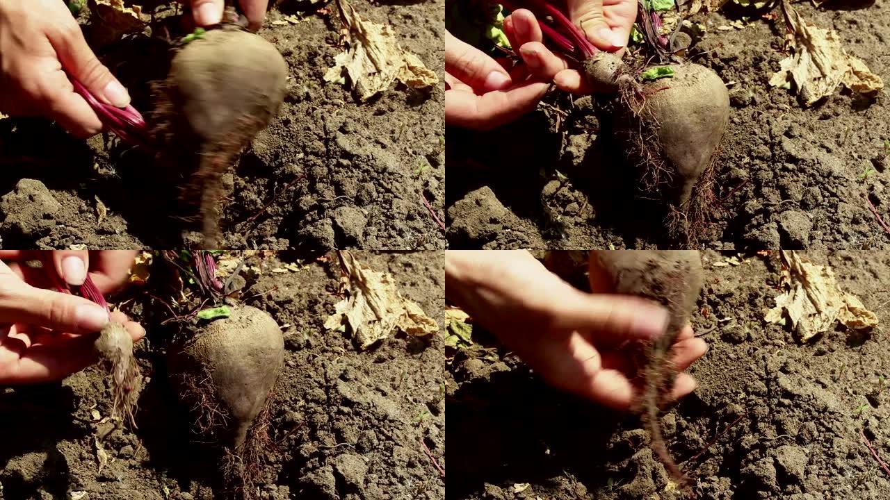 农夫的手从地上拉出成熟的甜菜，并清除其中的污垢。农民从地上拉出甜菜作物。