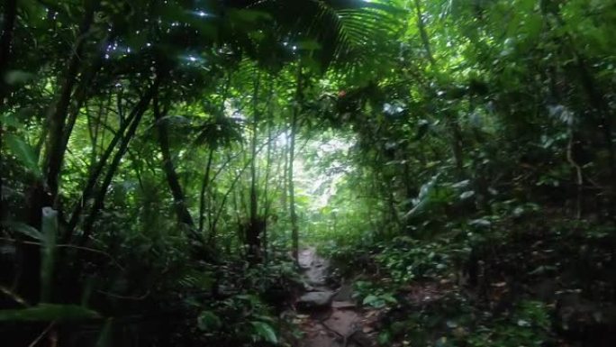 徒步旅行探险中男子在雨林丛林行走的pov镜头。探索暑假活动