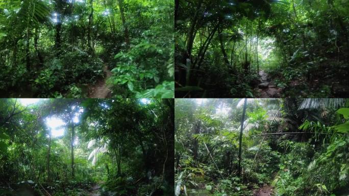 徒步旅行探险中男子在雨林丛林行走的pov镜头。探索暑假活动