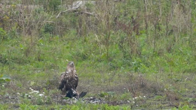 白尾鹰或海鹰从巨大的猎物中进食，而狐狸在荷兰弗莱福兰的Oostvaardersplassen的背景中