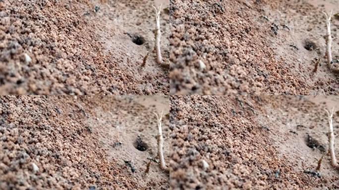 黑蚂蚁正在将土壤带出洞中
