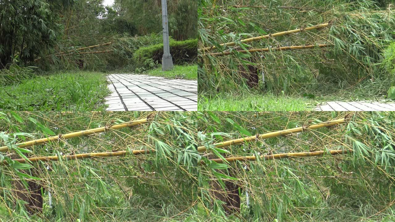 热带风暴袭击台湾后竹林受损，台风Soudelor 4K