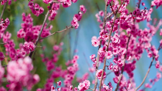春风吹柳树飘阳光下的桃花盛开特写