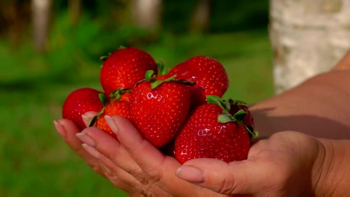 手里拿着鲜美的又大又鲜红的草莓