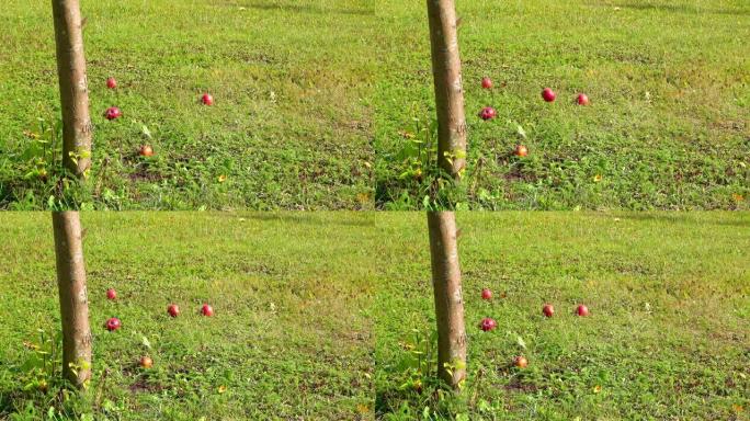 苹果从树上掉下来