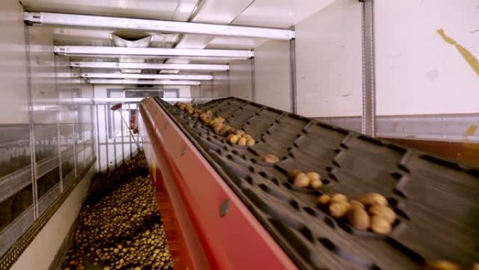 特写镜头，土豆在特殊的传送带上移动，并放入一个储藏室，一个冬季储存的仓库。马铃薯收获，作物