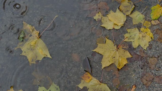 水坑中的黄色秋叶