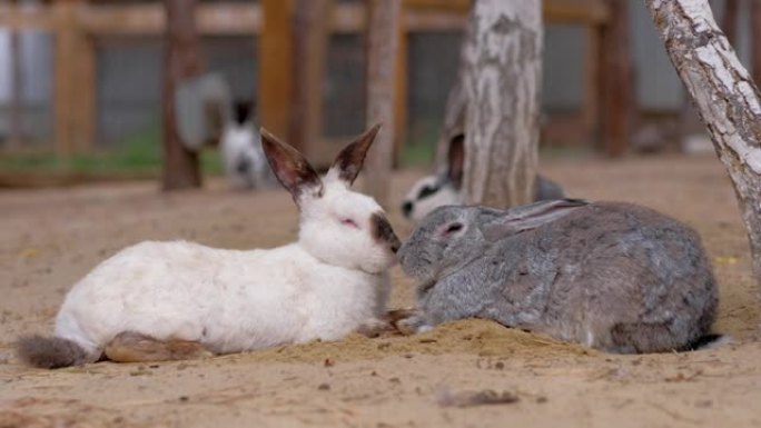 兔子甜心睡在农场