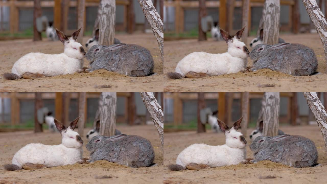 兔子甜心睡在农场