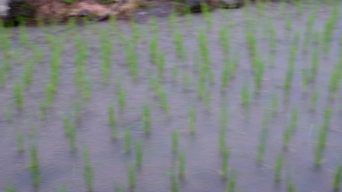 雨季稻田下雨