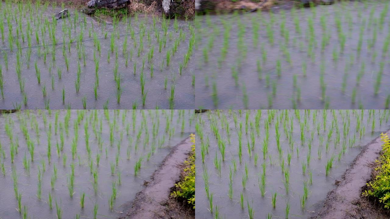 雨季稻田下雨