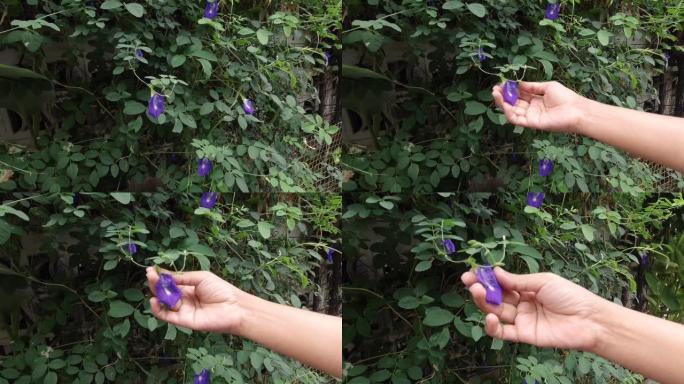 手握紫蝴蝶豌豆花在藤蔓上
