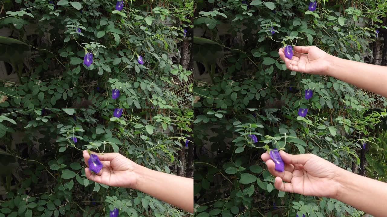 手握紫蝴蝶豌豆花在藤蔓上