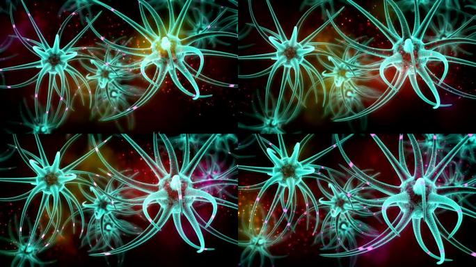 神经干细胞脑发育
