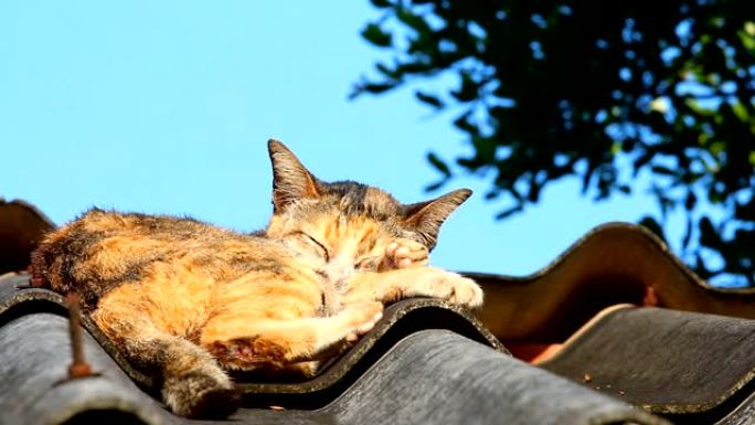 猫躺在屋顶上