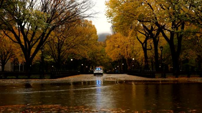 中央公园秋雨自然风光湿润清新公园美景