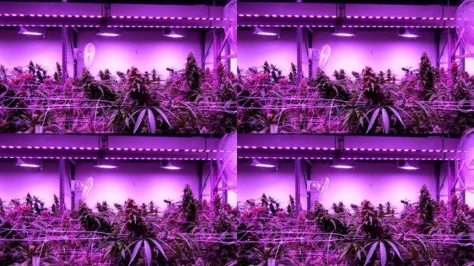 人造灯光下室内生长的大麻植物