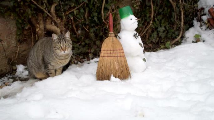 虎斑猫和雪人
