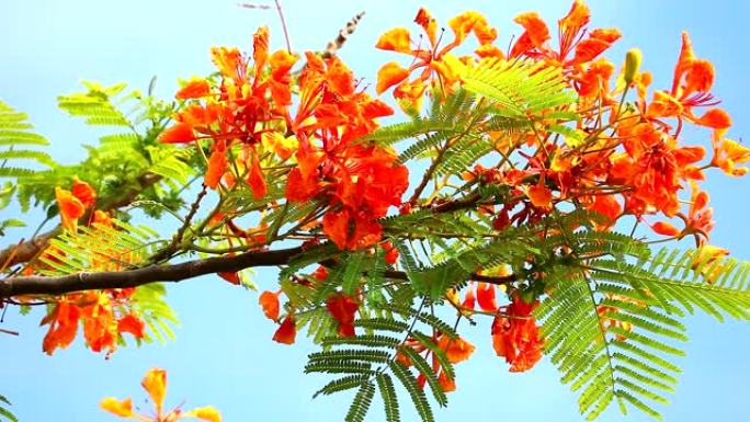 雨季红色凯撒皮尼亚pulcherrima花盛开