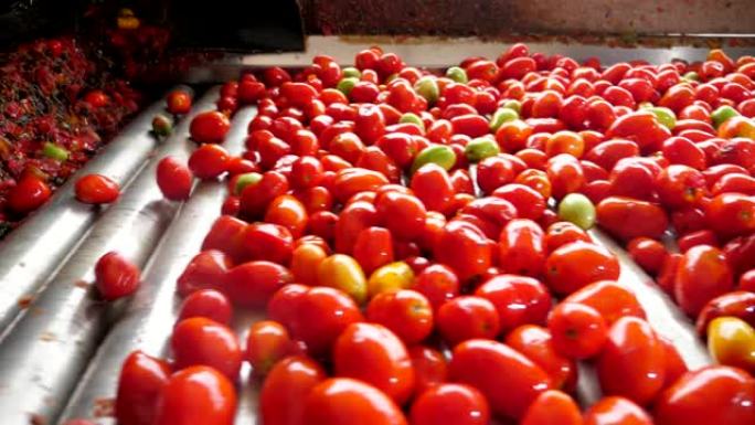 许多成熟的西红柿落在番茄加工厂的传送带上