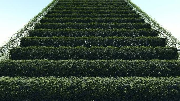 绿叶楼梯无缝动画。栽培葡萄园与3d葡萄藤绿化鸟瞰图。意大利乡村与传统的平行灌木行现实的循环视频