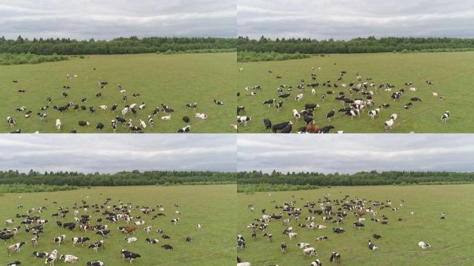 奶牛在牧场上吃草航拍大群奶牛吃草外国农业