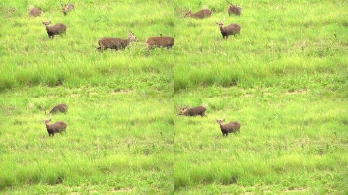 领头羊将相机视为警告，并在其他鹿走出去时保持警惕