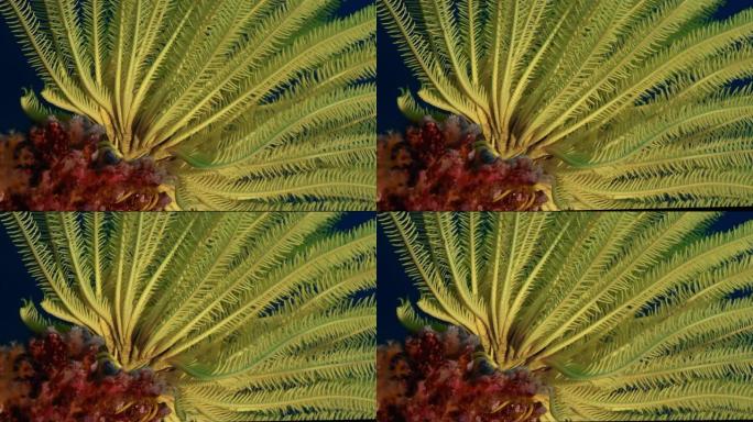 羽毛星，热带珊瑚礁上的五颜六色海百合
