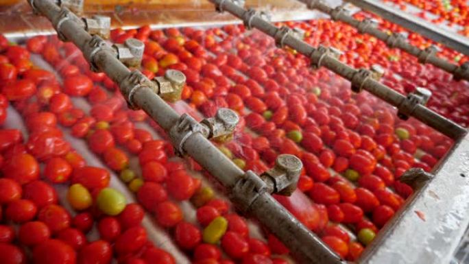 在室内的番茄加工厂洒水清洗新鲜的红色西红柿
