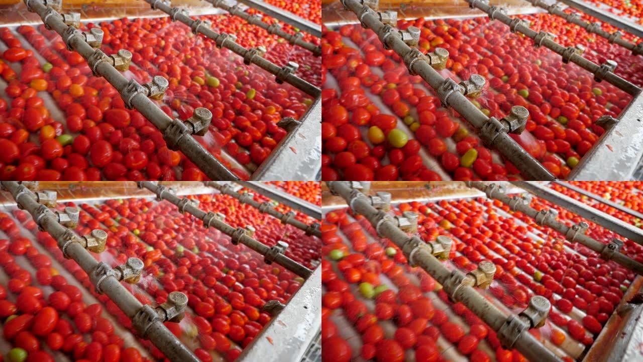 在室内的番茄加工厂洒水清洗新鲜的红色西红柿