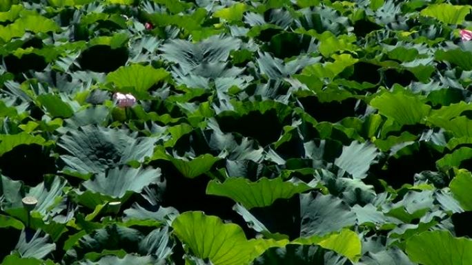 清晨在印度圣莲 (Nelumbo nucifera) 的粉红色花朵花园上潘。