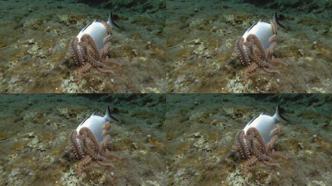 一群火虫吃死鱼。胡须火虫 (Hermodice carunculata) 水下射击。地中海，欧洲。