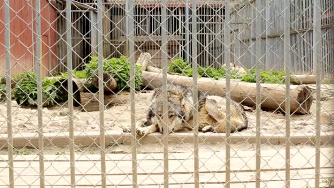 喂饱了的狼被关在动物园的铁栏后面，特写，欧洲eischer