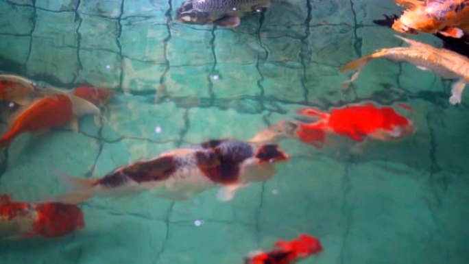 锦鲤鱼或阿穆尔鲤鱼在池塘里慢动作游泳。更具体地说，它是nishikigoi和室外池塘中的彩色鲤鱼品种