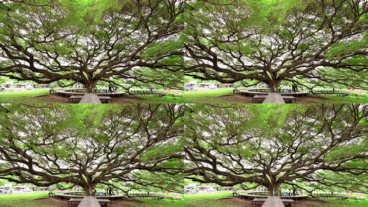 参观萨马尼亚萨曼或雨树的游客是最大的树