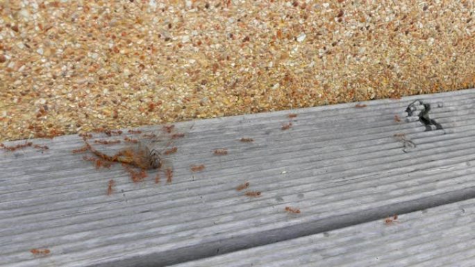 蚂蚁在木地板上移动蜻蜓