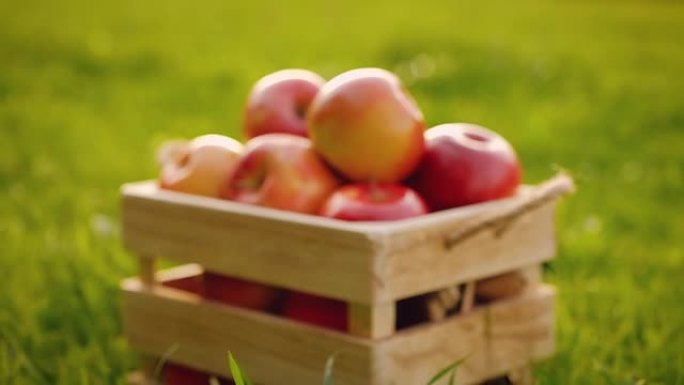 相机接近装满新鲜的大成熟红苹果的木箱