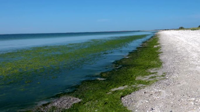 绿藻污染的海洋水岸湖岸湿地浮萍