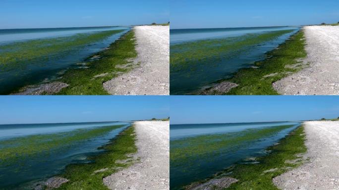 绿藻污染的海洋水岸湖岸湿地浮萍