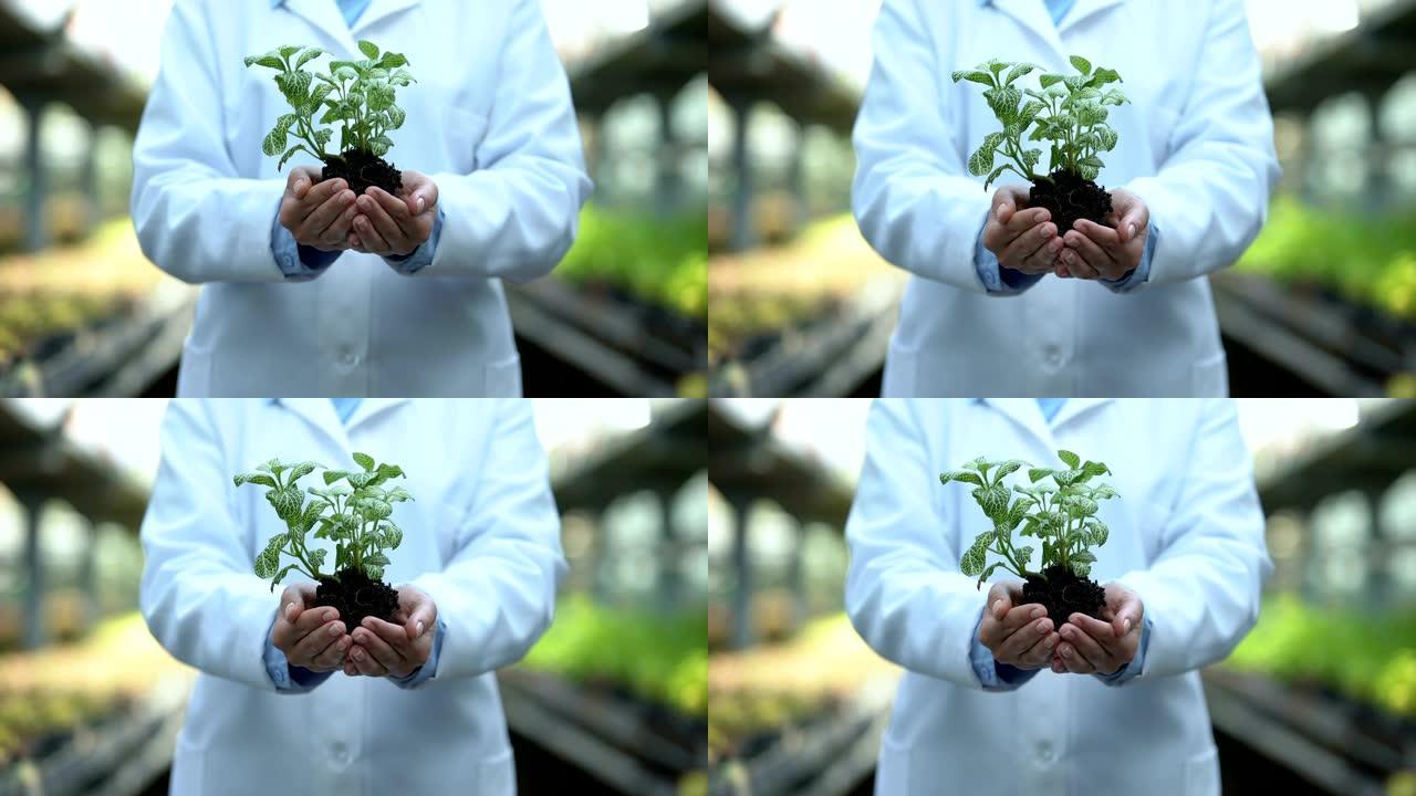 科学家手握绿苗，植物发芽实验，土壤测试