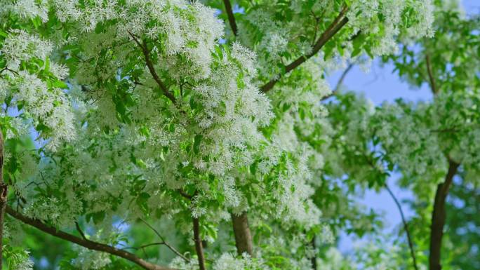 春天阳光下的白色流苏树