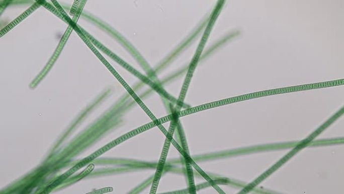 研究的振荡器是丝状蓝藻的一种，在显微镜下振荡其运动。