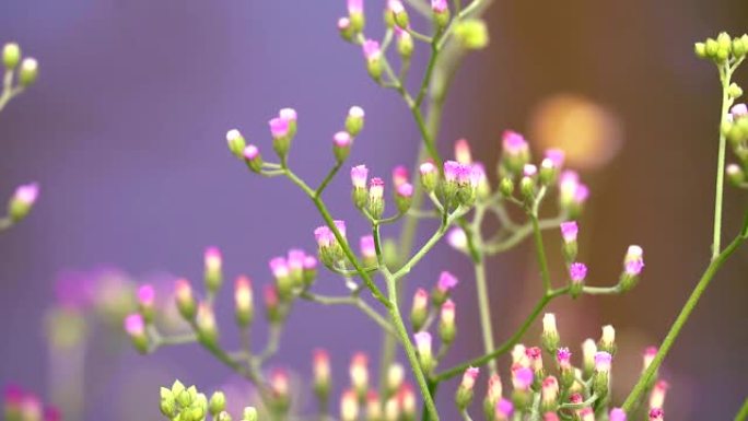 艾米莉亚 (emilia sonchifolia) 花的健康益处一种由叶子制成的茶用于治疗痢疾