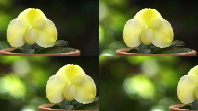 兰花是泰国苗圃的兜兰，自然背景是美丽的兜兰。