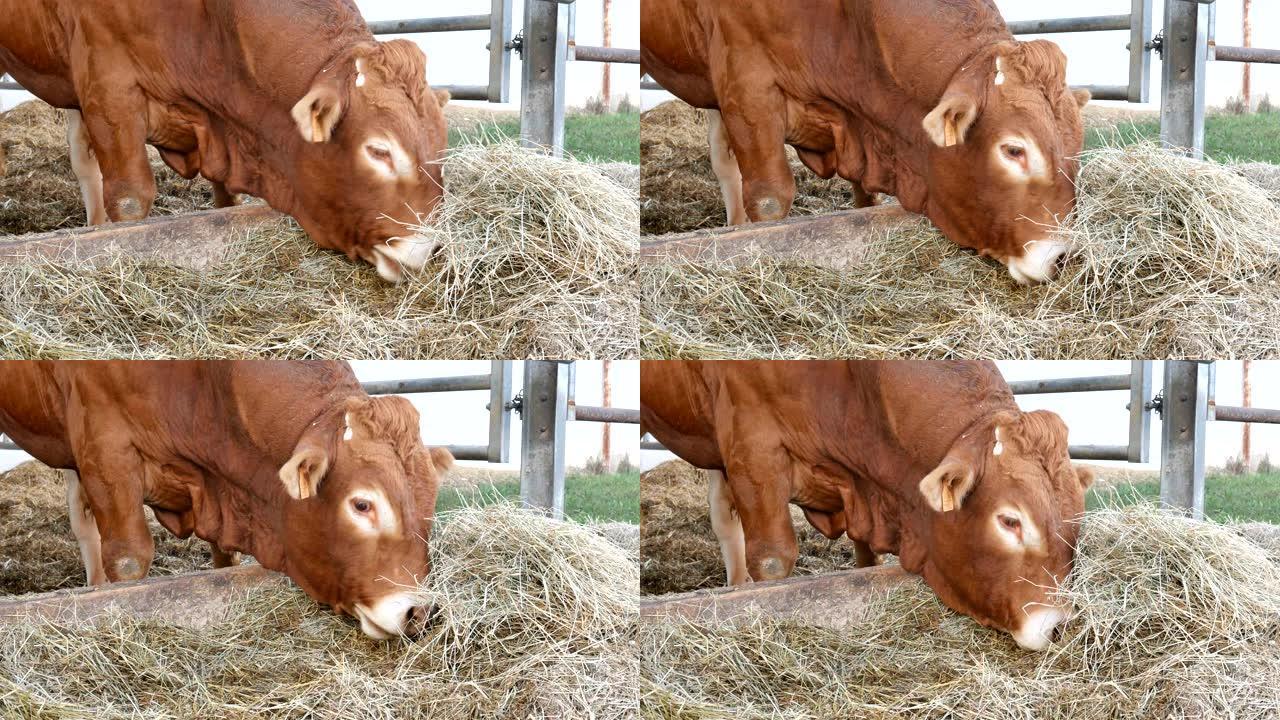 一头红棕色利木赞公牛站在巢穴里吃干草。生态农业概念