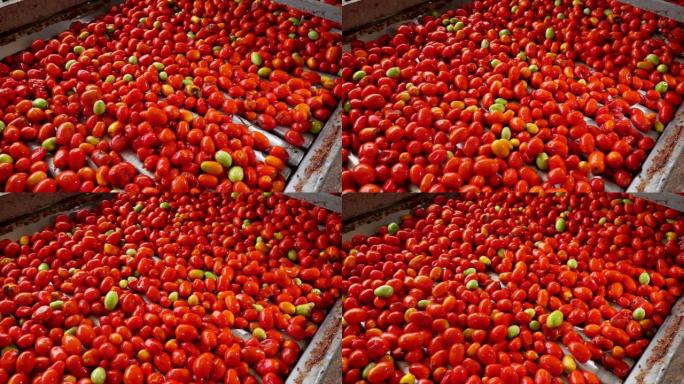 许多成熟的西红柿在番茄加工厂的传送带上快速运转