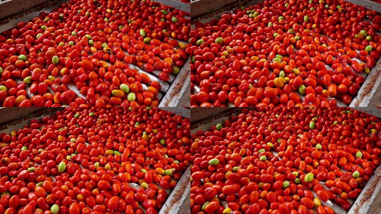 许多成熟的西红柿在番茄加工厂的传送带上快速运转